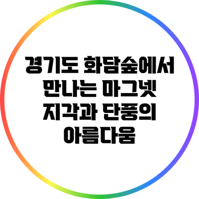 경기도 화담숲에서 만나는 마그넷 지각과 단풍의 아름다움
